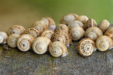 《大富翁10》Switch版8月26日发售 新预告公布